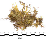 中文名:狹葉絹蘚(B00013975)學名:Entodon angustifolius (Mitt.) Jaeg.(B00013975)