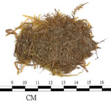 中文名:狹葉絹蘚(B00013976)學名:Entodon angustifolius (Mitt.) Jaeg.(B00013976)