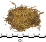 中文名:狹葉絹蘚(B00013976)學名:Entodon angustifolius (Mitt.) Jaeg.(B00013976)