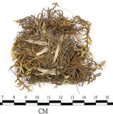 中文名:(B00016355)學名:Entodon sullivantii (C. Muell.) Lindb.(B00016355)