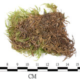 中文名:(B00016430)學名:Entodon sullivantii (C. Muell.) Lindb.(B00016430)