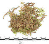 中文名:(B00016431)學名:Entodon sullivantii (C. Muell.) Lindb.(B00016431)