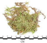 中文名:(B00016431)學名:Entodon sullivantii (C. Muell.) Lindb.(B00016431)