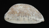 中文名:阿拉伯寶螺(001737-00111)學名:Cypraea arabica Linnaeus, 1758(001737-00111)