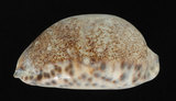 中文名:阿拉伯寶螺(001737-00111)學名:Cypraea arabica Linnaeus, 1758(001737-00111)