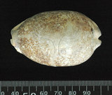 中文名:阿拉伯寶螺(001737-00111)學名:Cypraea arabica Linnaeus, 1758(001737-00111)