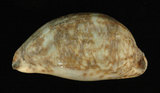 中文名:阿拉伯寶螺(001737-00113)學名:Cypraea arabica Linnaeus, 1758(001737-00113)