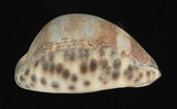 中文名:阿拉伯寶螺(001737-00114)學名:Cypraea arabica Linnaeus, 1758(001737-00114)