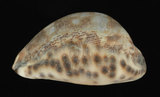 中文名:阿拉伯寶螺(001737-00114)學名:Cypraea arabica Linnaeus, 1758(001737-00114)