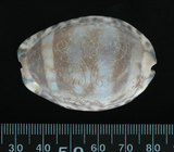 中文名:阿拉伯寶螺(001737-00114)學名:Cypraea arabica Linnaeus, 1758(001737-00114)