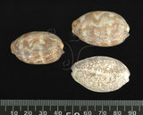 中文名:阿拉伯寶螺(001737-00115)學名:Cypraea arabica Linnaeus, 1758(001737-00115)