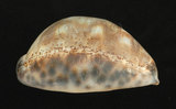 中文名:阿拉伯寶螺(001737-00116)學名:Cypraea arabica Linnaeus, 1758(001737-00116)