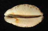 中文名:阿拉伯寶螺(002119-00033)學名:Cypraea arabica Linnaeus, 1758(002119-00033)