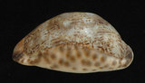 中文名:阿拉伯寶螺(002119-00033)學名:Cypraea arabica Linnaeus, 1758(002119-00033)