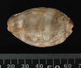 中文名:阿拉伯寶螺(002119-00033)學名:Cypraea arabica Linnaeus, 1758(002119-00033)