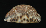 中文名:阿拉伯寶螺(002831-00056)學名:Cypraea arabica Linnaeus, 1758(002831-00056)