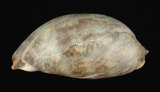中文名:阿拉伯寶螺(003233-00010)學名:Cypraea arabica Linnaeus, 1758(003233-00010)