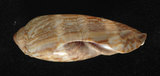 中文名:阿拉伯寶螺(004324-00115)學名:Cypraea arabica Linnaeus, 1758(004324-00115)