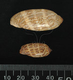 中文名:阿拉伯寶螺(004324-00115)學名:Cypraea arabica Linnaeus, 1758(004324-00115)
