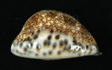 中文名:阿拉伯寶螺(001737-00110)學名:Cypraea arabica Linnaeus, 1758(001737-00110)