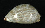 中文名:阿拉伯寶螺(001737-00118)學名:Cypraea arabica Linnaeus, 1758(001737-00118)