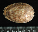 中文名:阿拉伯寶螺(002119-00029)學名:Cypraea arabica Linnaeus, 1758(002119-00029)