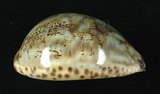 中文名:阿拉伯寶螺(003233-00062)學名:Cypraea arabica Linnaeus, 1758(003233-00062)