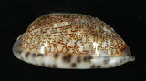 中文名:阿拉伯寶螺(003317-00026)學名:Cypraea arabica Linnaeus, 1758(003317-00026)