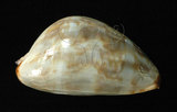 中文名:阿拉伯寶螺(003765-00049)學名:Cypraea arabica Linnaeus, 1758(003765-00049)