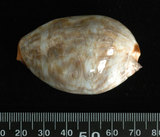 中文名:阿拉伯寶螺(003765-00049)學名:Cypraea arabica Linnaeus, 1758(003765-00049)