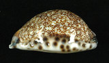 中文名:阿拉伯寶螺(003765-00066)學名:Cypraea arabica Linnaeus, 1758(003765-00066)