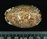 中文名:阿拉伯寶螺(003765-00066)學名:Cypraea arabica Linnaeus, 1758(003765-00066)