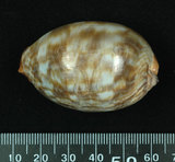 中文名:阿拉伯寶螺(004213-00020)學名:Cypraea arabica Linnaeus, 1758(004213-00020)