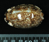 中文名:阿拉伯寶螺(004324-00190)學名:Cypraea arabica Linnaeus, 1758(004324-00190)