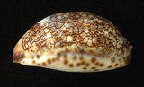 中文名:阿拉伯寶螺(004611-00085)學名:Cypraea arabica Linnaeus, 1758(004611-00085)