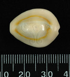 中文名:金環寶螺 (001737-00108)學名:Cypraea annulus Linnaeus, 1758(001737-00108)