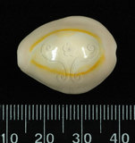 中文名:金環寶螺 (001737-00109)學名:Cypraea annulus Linnaeus, 1758(001737-00109)