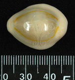 中文名:金環寶螺 (002287-00011)學名:Cypraea annulus Linnaeus, 1758(002287-00011)