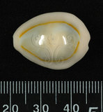 中文名:金環寶螺 (002368-00360)學名:Cypraea annulus Linnaeus, 1758(002368-00360)