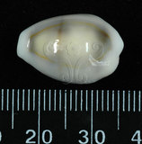 中文名:金環寶螺 (002596-00024)學名:Cypraea annulus Linnaeus, 1758(002596-00024)