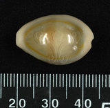 中文名:金環寶螺 (002638-00212)學名:Cypraea annulus Linnaeus, 1758(002638-00212)