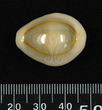 中文名:金環寶螺 (002748-00015)學名:Cypraea annulus Linnaeus, 1758(002748-00015)