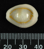 中文名:金環寶螺(003210-00123)學名:Cypraea annulus Linnaeus, 1758(003210-00123)