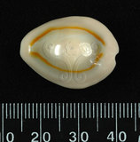 中文名:金環寶螺 (003765-00047)學名:Cypraea annulus Linnaeus, 1758(003765-00047)