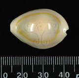 中文名:金環寶螺 (003765-00048)學名:Cypraea annulus Linnaeus, 1758(003765-00048)