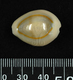 中文名:金環寶螺 (004212-00016)學名:Cypraea annulus Linnaeus, 1758(004212-00016)