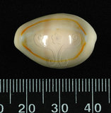 中文名:金環寶螺 (004656-00009)學名:Cypraea annulus Linnaeus, 1758(004656-00009)
