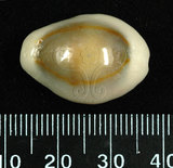 中文名:金環寶螺 (004799-00175)學名:Cypraea annulus Linnaeus, 1758(004799-00175)