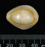 中文名:金環寶螺 (004800-00033)學名:Cypraea annulus Linnaeus, 1758(004800-00033)