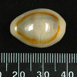 中文名:金環寶螺 (004851-00001)學名:Cypraea annulus Linnaeus, 1758(004851-00001)